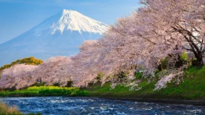 8 Potret Raya Kohandi Liburan di Jepang, Menikmati Keindahan Sakura dan Gunung Fuji