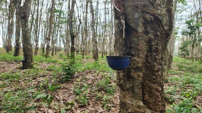 Bandit Curanmor Kebun Karet OKU Timur Ditangkap: Petani Tersangka Pembunuhan Istri Siri Usai Usaha Pelarian