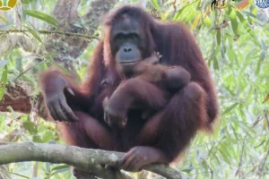Bayi Orangutan Kalimantan Lahir di Madrid Zoo Aquarium: Kondisi Sehat, Nama Akan Dipilih Publik