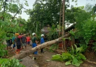 Cuaca Ekstrem Hujan Deras dan Angin Kencang Landa Yogyakarta: Puluhan Pohon Tumbang, Enam Rumah Rusak