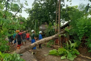 Cuaca Ekstrem Hujan Deras dan Angin Kencang Landa Yogyakarta: Puluhan Pohon Tumbang, Enam Rumah Rusak