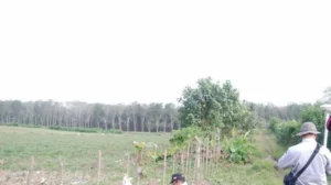 Lahan Eks Goodyear di Simalungun Jadi Sorotan: Oknum TNI Diduga Larang Poktan Makmur Jaya Bertani