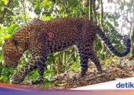 Macan Tutul Liar Terjebak di Puncak, TSI dan BKSDA Selamatkan dan Lepasliarkan Kembali ke Habitat Asli