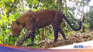 Macan Tutul Liar Terjebak di Puncak, TSI dan BKSDA Selamatkan dan Lepasliarkan Kembali ke Habitat Asli