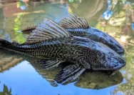 Pramono Anung Terjun ke Kali, Sebut Ikan Sapu-sapu 'Cute' tapi Berbahaya; Rencanakan PPSU Khusus untuk Kendalikan Populasi Invasif