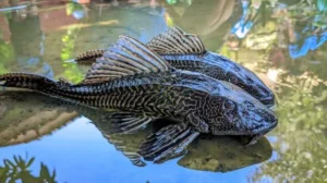 Pramono Anung Terjun ke Kali, Sebut Ikan Sapu-sapu 'Cute' tapi Berbahaya; Rencanakan PPSU Khusus untuk Kendalikan Populasi Invasif