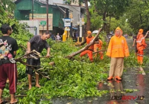 Tragedi Pohon Tumbang di Caringin: Pengemudi Meninggal, Keluarga Dapat Santunan Rp50 Juta