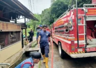 Trenggiling Masuk Rumah Warga di Pekanbaru, Damkar Bergerak Cepat Lakukan Evakuasi Aman