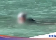 Turis Prancis Denda di Maya Bay: Pelanggaran Aturan Berenang Memicu Sanksi Besar